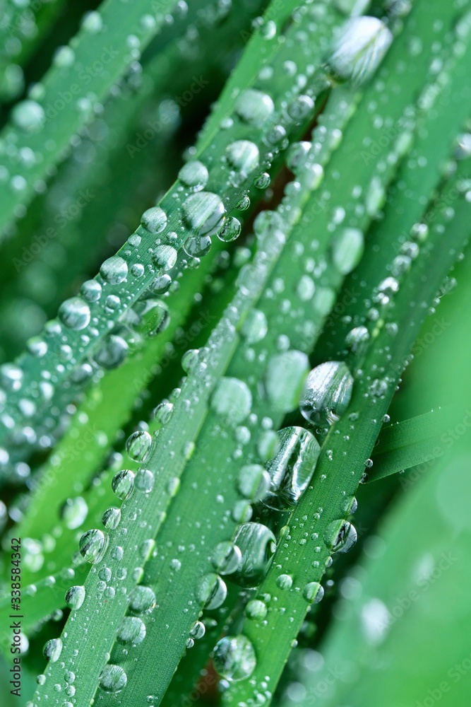 Spring raindrops covered the green grass. Abstract photography. Green background. Spring raindrops covered the green grass. Abstract photography. Green background.