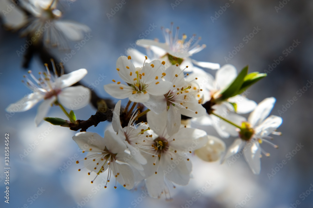 One brief season moment in spring time is the blooming of cherry tree.