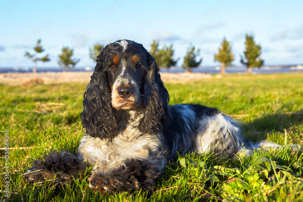On the green grass lies an English Cocker Spaniel and looks at the frame. Color blue-roan with tan. On the black head you can see a white spot. Brown eyebrows and muzzle. Smart looking eyes.