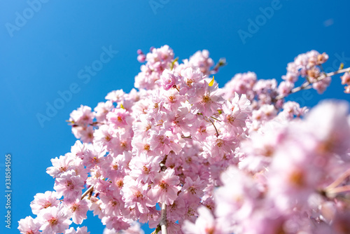 Cherry blossom in blue sky