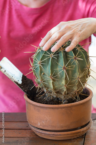 Fototapet transplanting the cactus