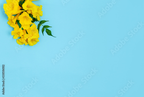 Branch of blossoms flower on light blue background.Common names include Yellow Trumpetbush Yellow bells ginger-thomas Tecoma stans .Free copy space