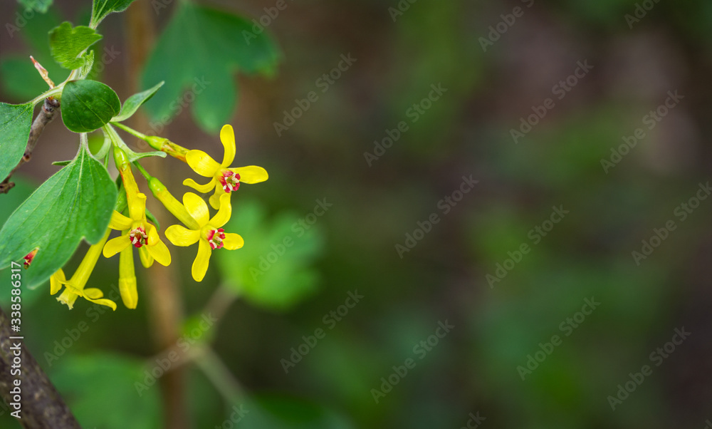 Soft selective focus of yellow Ribes aureum flower blooming. Flowers golden currant, clove currant, pruterberry and buffalo currant on blurred background. Place for your text. Springtime landscape Soft selective focus of yellow Ribes aureum flower blooming. Flowers golden currant, clove currant, pruterberry and buffalo currant on blurred background. Place for your text. Springtime landscape