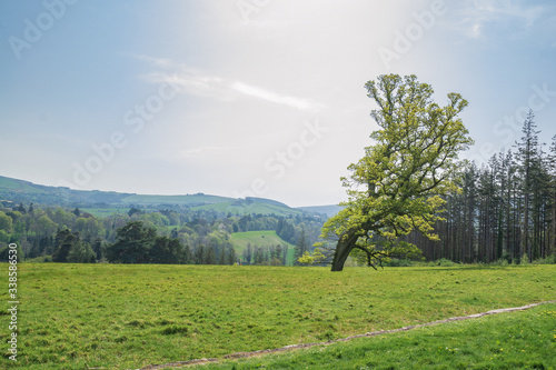 Photography tree in Wicklow County, Dublin Ireland