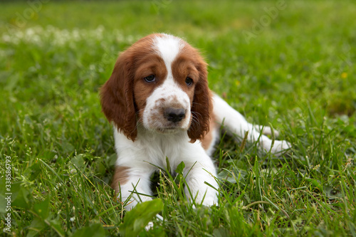 Fototapeta Naklejka Na Ścianę i Meble -  Cute puppy Welsh Springer Spaniel lies on the green grass and looks into the frame. Gentle, intelligent eyes. Thoroughbred head. Boy. Age 2 months.