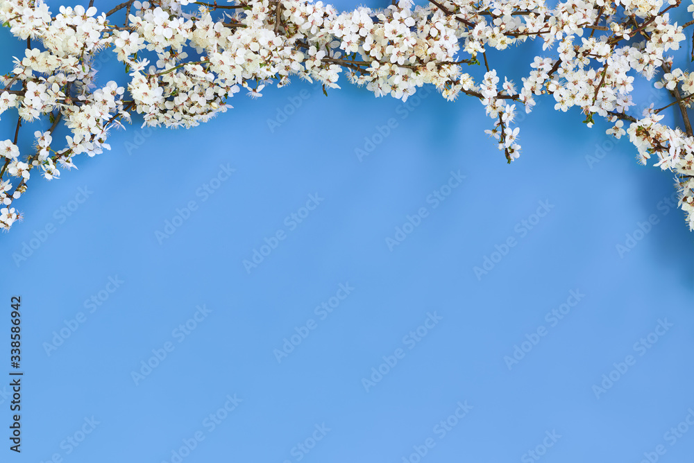 branches of blooming cherry on a blue background, flat lay. Abstract floral background with place for text.