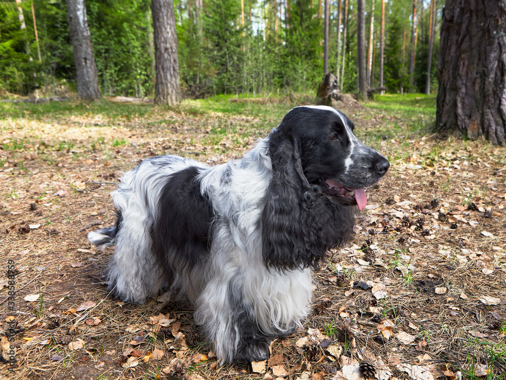 English Cocker Spaniel, black and white color, stands in a clearing in the woods. In the background you can see the trunks of trees and spruce. English Cocker Spaniel, black and white color, stands in a clearing in the woods. In the background you can see the trunks of trees and spruce.