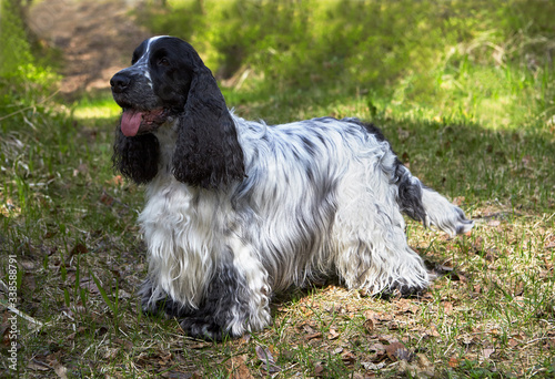 Great representative of the breed English Cocker Spaniel. Blue-roan color. Dark head with a white stripe. Long black ears. Beautiful, wavy hair. Boy. Young.