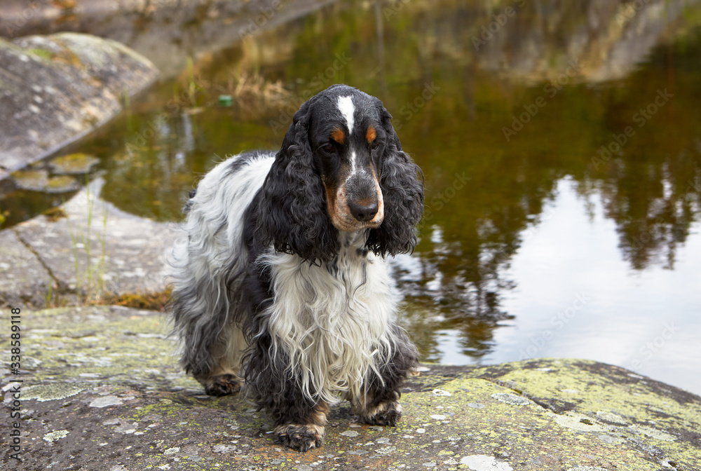 Wildlife. Summer. Portrait. An English Cocker spaniel stands on a stone bank.Color blue roan with tan. There is water in the background. Trees are reflected in the water. Wildlife. Summer. Portrait. An English Cocker spaniel stands on a stone bank.Color blue roan with tan. There is water in the background. Trees are reflected in the water.