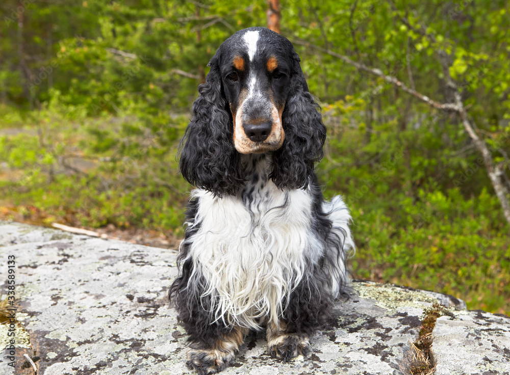 Summer day in nature. On the stone plateau sits an English Cocker Spaniel. Girl. Age 4 years. On the head is a white stripe. Muzzle and eyebrows are painted brown. Summer day in nature. On the stone plateau sits an English Cocker Spaniel. Girl. Age 4 years. On the head is a white stripe. Muzzle and eyebrows are painted brown.