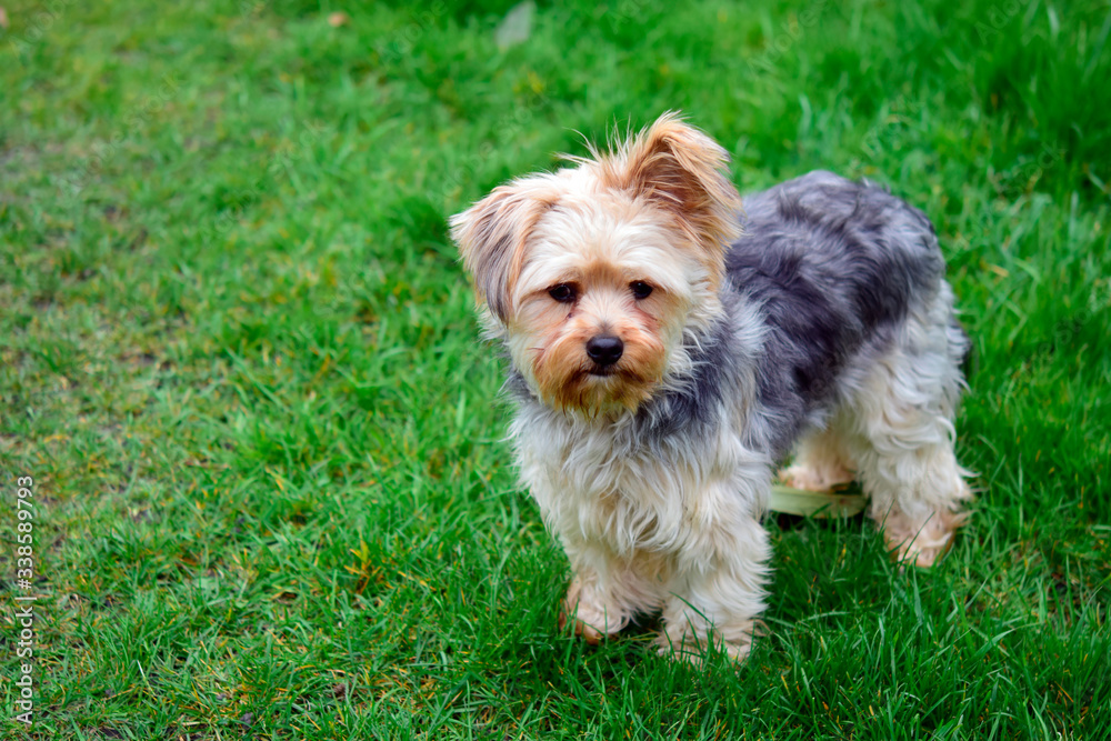 Chihuahua mixed yorkshire terrier standing on the grass in the garden in sunshine day at spring or summer season. Chihuahua mixed yorkshire terrier standing on the grass in the garden in sunshine day at spring or summer season.
