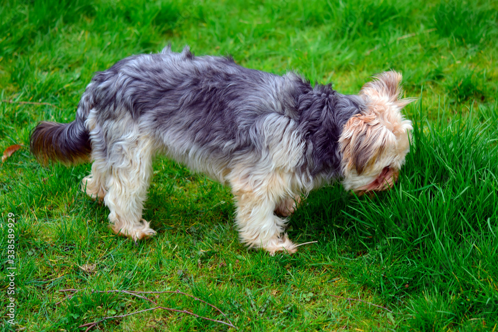 hihuahua mixed yorkshire terrier looking and eating green grass in the garden when feel not good or feel sick, grass it's good for healthy. hihuahua mixed yorkshire terrier looking and eating green grass in the garden when feel not good or feel sick, grass it's good for healthy.
