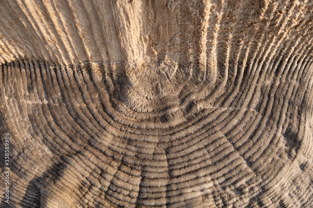 Naklejka premium Fancy texture of ancient wooden pillars covered with salt particles.