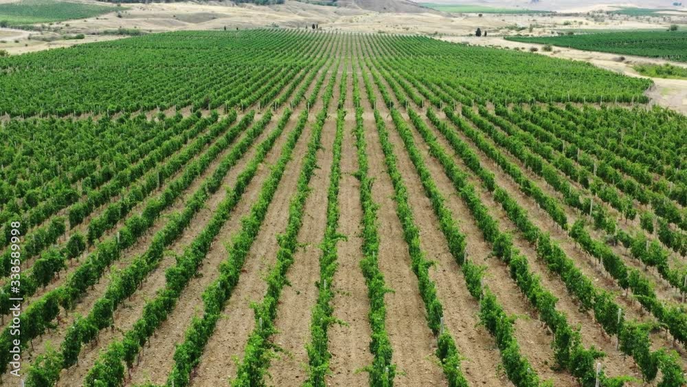 Aerial beautiful view of mountain vineyard in Crimea, 4k Aerial beautiful view of mountain vineyard in Crimea, 4k
