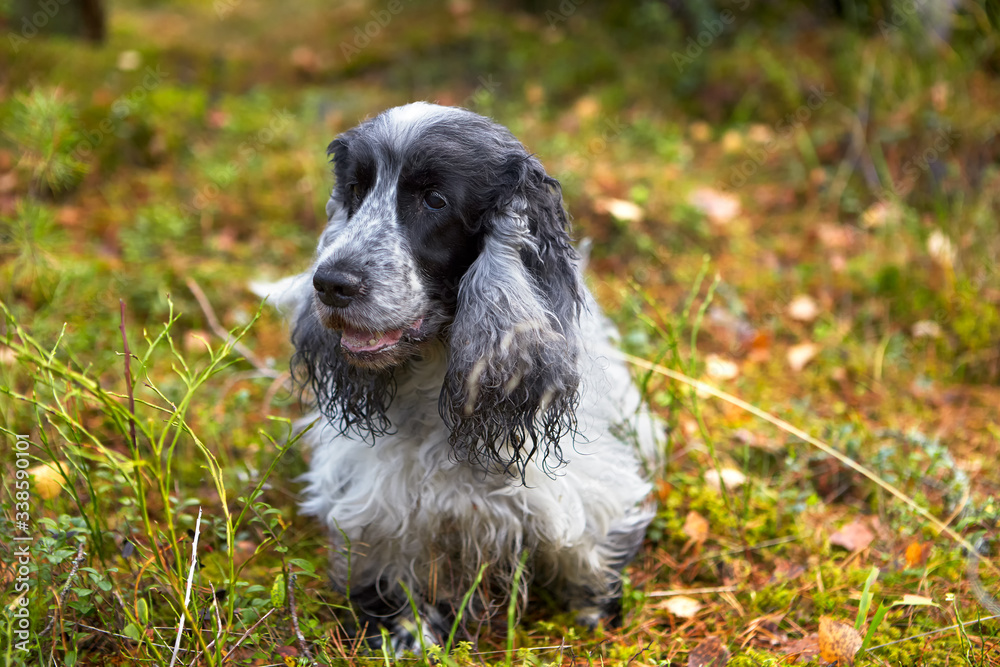 Autumn. A purebred English Cocker Spaniel stands on a forest glade. Age 10.5 years. Color blue-roan. In the foreground are views of heather bushes, lingonberries, dry sprigs of trees. Autumn. A purebred English Cocker Spaniel stands on a forest glade. Age 10.5 years. Color blue-roan. In the foreground are views of heather bushes, lingonberries, dry sprigs of trees.