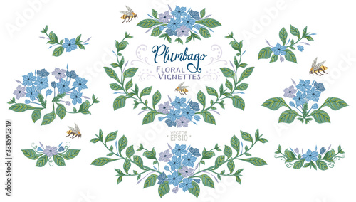 Botany illustration of blue Plumbago flowers. Set of laurels and floral elements