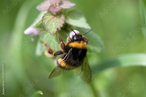 Bumblebee (or bumble bee, bumble-bee, or humble-bee) a species in the genus Bombus, part of Apidae, one of the bee families © Pedro Bigeriego
