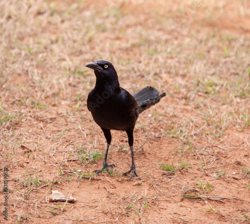 Great-tailed Grackle