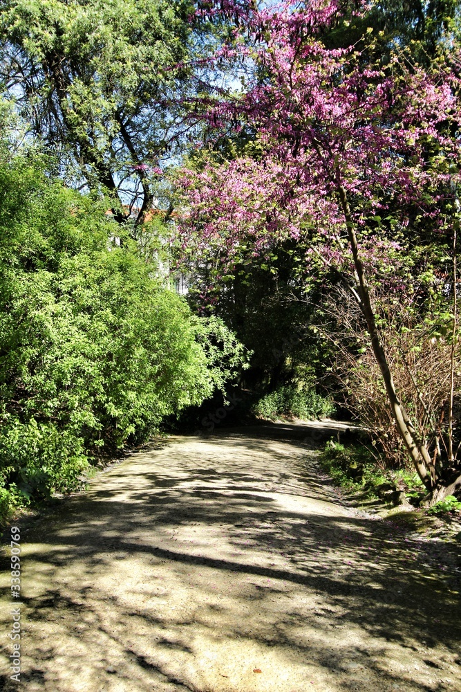 Fototapeta premium Leafy and green gardens at the Botanical Garden of Lisbon