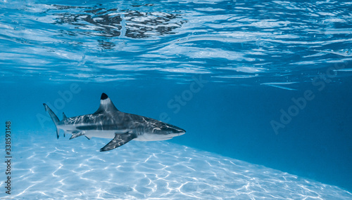 Black tip shark swimming in Moorea's lagoon