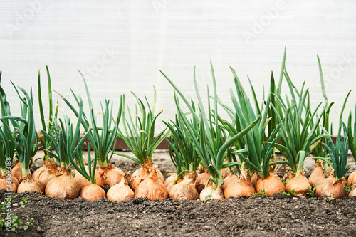 Fototapete Planting onion in garden