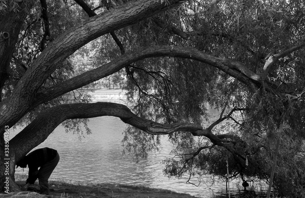 Fototapeta premium arbol en penumbra