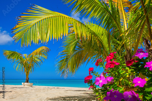 Small palm trees and flowers on a empty Seven Mile Beach during confinement  Cayman Islands