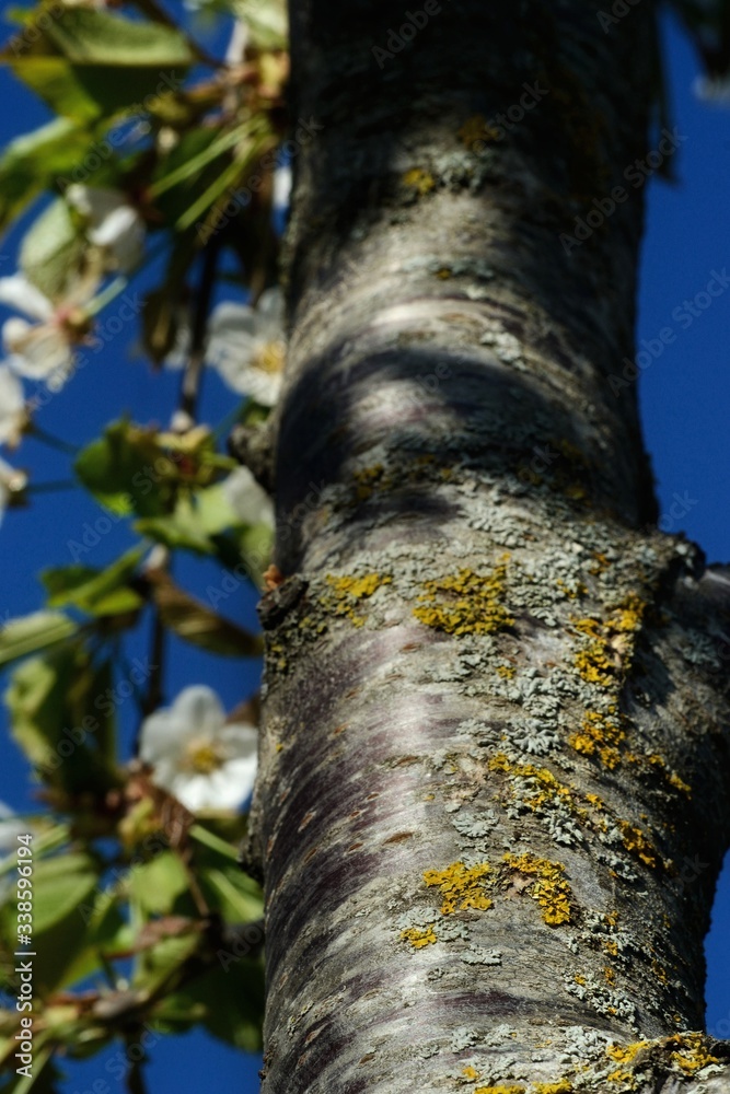 old cherry tree trunk on springtime old cherry tree trunk on springtime