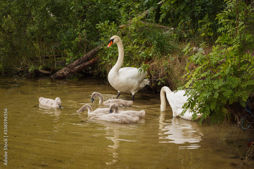The family of white swans near the lake shore The family of white swans near the lake shore