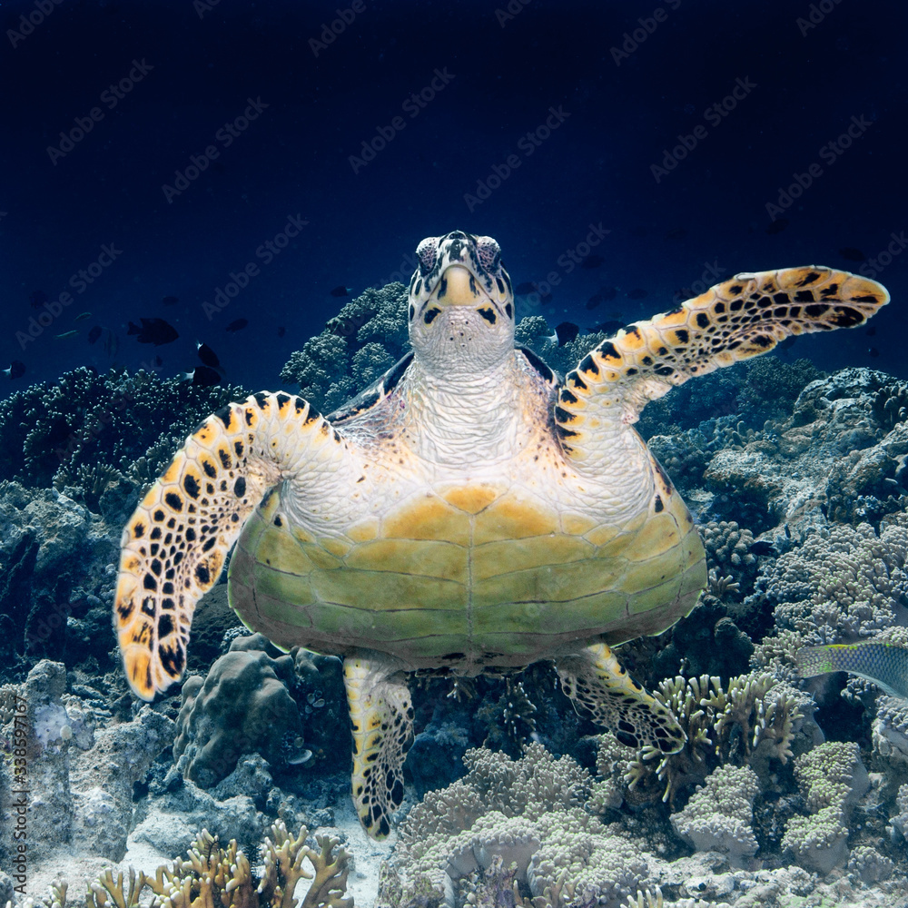 Obraz premium green sea turtle swimming