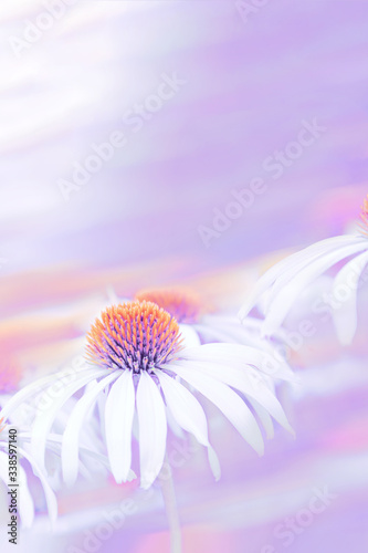 Echinacea flowers of white color with an orange middle closeup on a blurry purple background. The concept of the holiday, plants, background, garden, landscape design.
