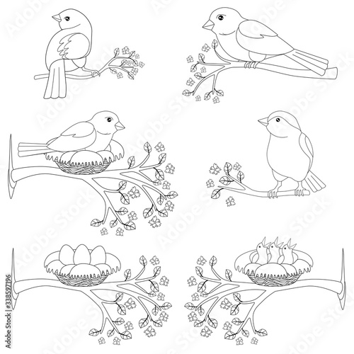 Birds - a set of sitting on flowering branches - vector linear pictures for coloring. Birds, nests with chicks and eggs on spring flowering branches. Outline. Hand drawing.