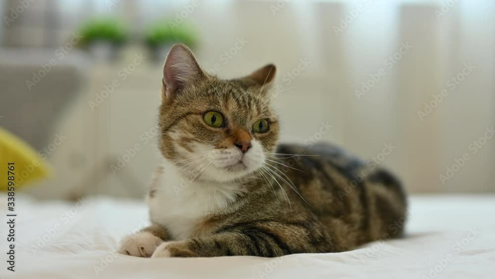 Brown American Short hair cat sitting on bed Brown American Short hair cat sitting on bed