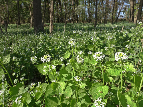 Knoblauchsrauke (Alliaria petiolata, Syn. Alliaria officinalis) photo