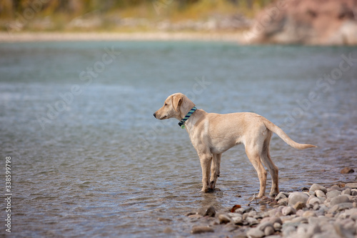 A young puppy standing on the edge of a river