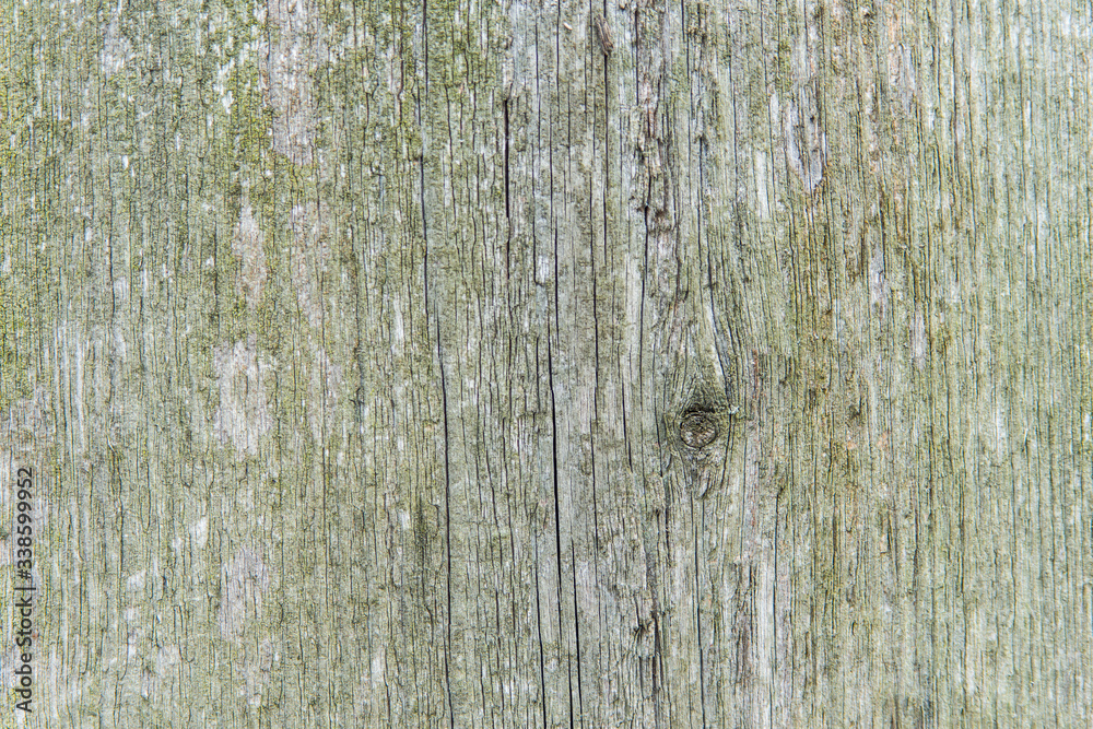 Old tree texture with moss Old tree texture with moss