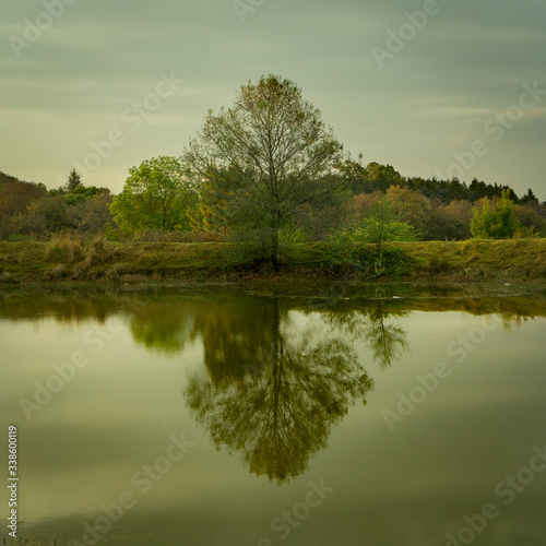 beautiful tree reflected in the water of a green water lagoon 