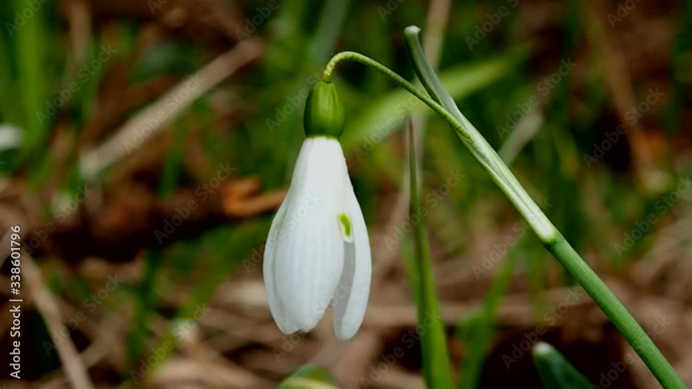 The white flowers Galanthus nivalis of snowdrops in the spring. Flower earliest honey plant that gives bees nectar. The white flowers Galanthus nivalis of snowdrops in the spring. Flower earliest honey plant that gives bees nectar.