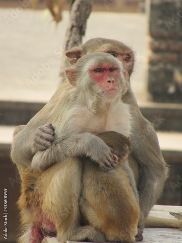 This is my first assignment for macaque money and some god photo for good start  © Arun