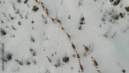 Aerial clip of wild Deer herd roaming free looking for food and shelter on a snowy Wilderness tundra in Sweden. photo