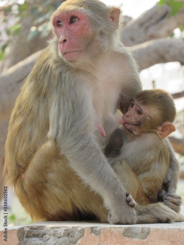 Naklejka premium This is my first assignment for macaque money and some god photo for good start 