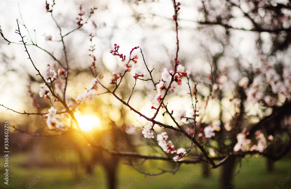 beautiful landscape-blooming apricot branches with white flowers against the background of the forest and the sunset close-up. The concept of spring. beautiful landscape-blooming apricot branches with white flowers against the background of the forest and the sunset close-up. The concept of spring.
