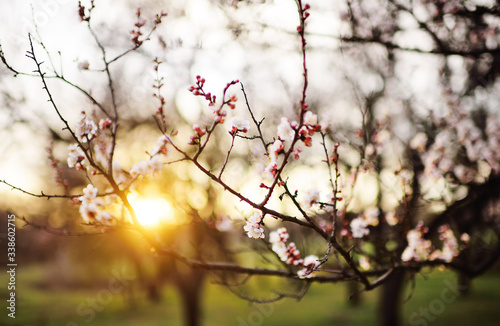 beautiful landscape-blooming apricot branches with white flowers against the background of the forest and the sunset close-up. The concept of spring.