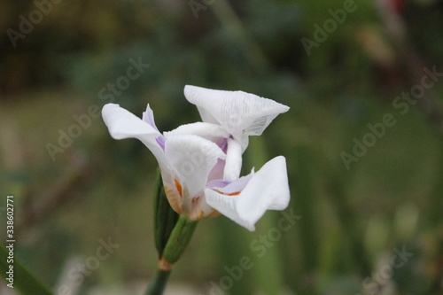 white magnolia flower