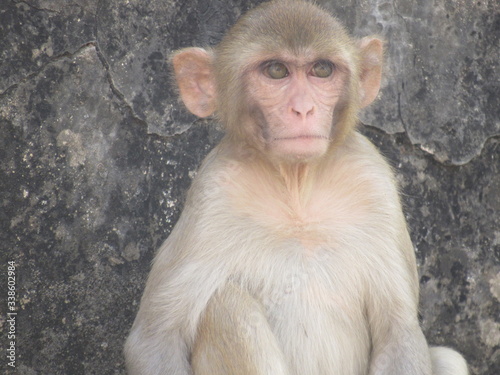 Photography This is my first assignment for macaque money and some god photo for good start