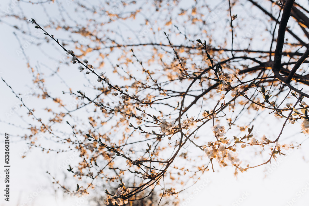 Cherry blossoms. Branches of trees with white flowers. Cherry blossoms. Branches of trees with white flowers.