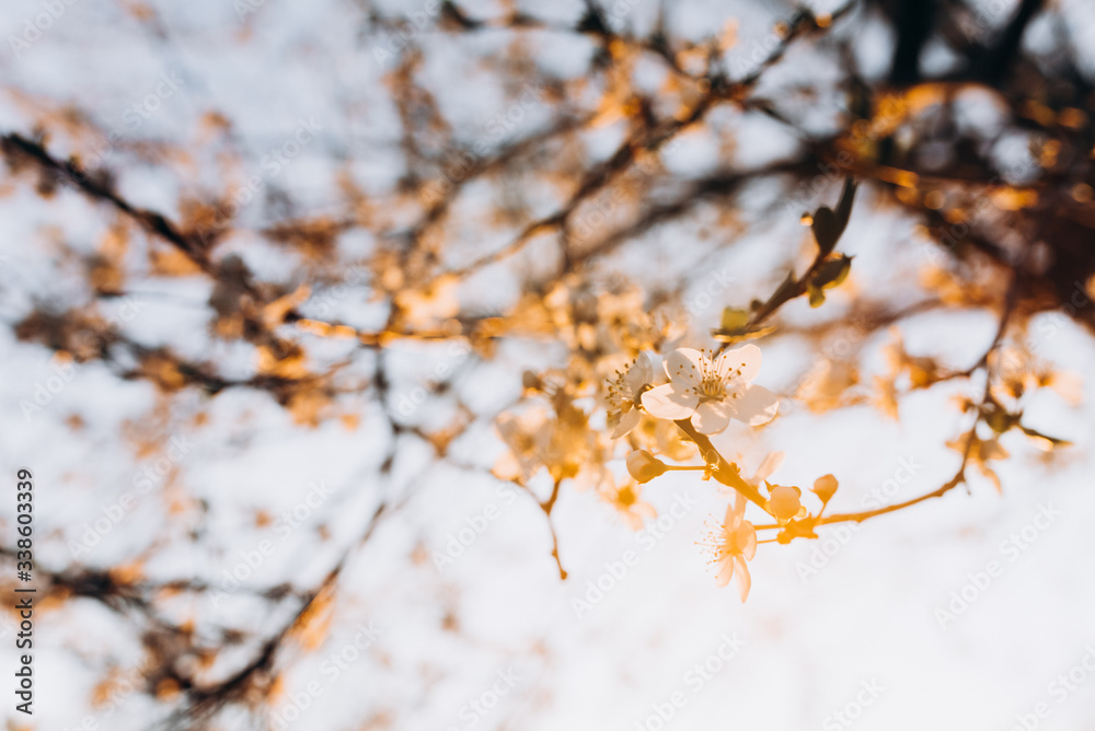 Cherry blossoms. Branches of trees with white flowers. Cherry blossoms. Branches of trees with white flowers.