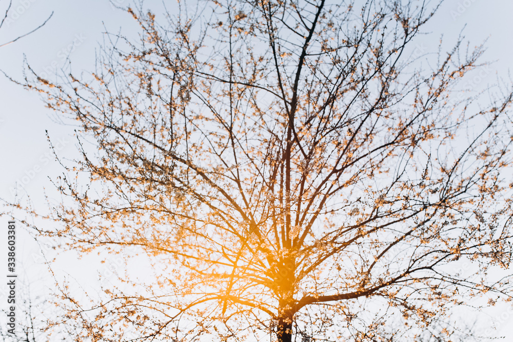 Cherry blossoms. Tree with white color. Cherry blossoms. Tree with white color.