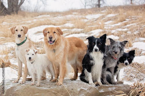 A group of dogs posing on a rock