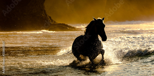Fotografie Silhouette of Lusitano horse at the ocean
